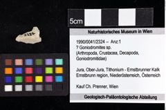 Foto (Objket + Etiketten) von ? Goniodromites sp. 